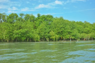 Coxs Bazar, Bangladeş 'teki Bakkhali Nehri' nin gelgit suları boyunca uzanan yoğun yeşil mangrov ormanı sakin bir su, yemyeşil bitki örtüsü ve sakin bir çevre manzarasında doğal gün ışığını gösteren tropikal bir kıyı ekosistemini gösteriyor..