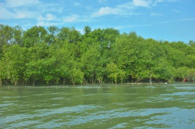 Coxs Bazar, Bangladeş 'teki Bakkhali Nehri' nin gelgit suları boyunca uzanan yoğun yeşil mangrov ormanı sakin bir su, yemyeşil bitki örtüsü ve sakin bir çevre manzarasında doğal gün ışığını gösteren tropikal bir kıyı ekosistemini gösteriyor..