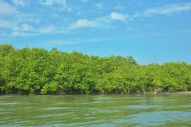 Cox 's Bazar yakınlarındaki Bakkhali Nehri' nin gelgit kıyı şeridi boyunca uzanan Mangrove ormanı, yumuşak dalgaları, çamurlu kıyı şeridini ve Bangladeş 'in sakin kıyı ekosistemi içinde berrak gün ışığı altında yemyeşil tropikal bitkileri gösteriyor..