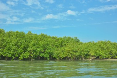 Cox 's Bazar yakınlarındaki Bakkhali Nehri' nin gelgit kıyı şeridi boyunca uzanan Mangrove ormanı, yumuşak dalgaları, çamurlu kıyı şeridini ve Bangladeş 'in sakin kıyı ekosistemi içinde berrak gün ışığı altında yemyeşil tropikal bitkileri gösteriyor..