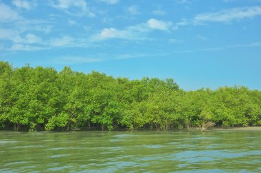 Cox 's Bazar yakınlarındaki Bakkhali Nehri' nin gelgit kıyı şeridi boyunca uzanan Mangrove ormanı, yumuşak dalgaları, çamurlu kıyı şeridini ve Bangladeş 'in sakin kıyı ekosistemi içinde berrak gün ışığı altında yemyeşil tropikal bitkileri gösteriyor..