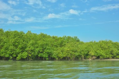 Cox 's Bazar yakınlarındaki Bakkhali Nehri' nin gelgit kıyı şeridi boyunca uzanan Mangrove ormanı, yumuşak dalgaları, çamurlu kıyı şeridini ve Bangladeş 'in sakin kıyı ekosistemi içinde berrak gün ışığı altında yemyeşil tropikal bitkileri gösteriyor..