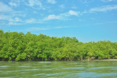 Cox 's Bazar yakınlarındaki Bakkhali Nehri' nin gelgit kıyı şeridi boyunca uzanan Mangrove ormanı, yumuşak dalgaları, çamurlu kıyı şeridini ve Bangladeş 'in sakin kıyı ekosistemi içinde berrak gün ışığı altında yemyeşil tropikal bitkileri gösteriyor..