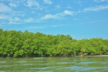 Cox 's Bazar yakınlarındaki Bakkhali Nehri' nin gelgit kıyı şeridi boyunca uzanan Mangrove ormanı, yumuşak dalgaları, çamurlu kıyı şeridini ve Bangladeş 'in sakin kıyı ekosistemi içinde berrak gün ışığı altında yemyeşil tropikal bitkileri gösteriyor..