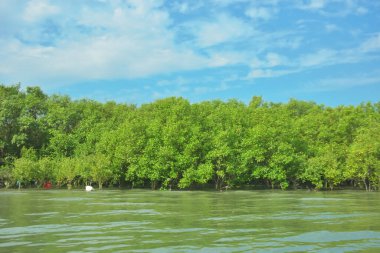 Cox 's Bazar yakınlarındaki Bakkhali Nehri' nin gelgit kıyı şeridi boyunca uzanan Mangrove ormanı, yumuşak dalgaları, çamurlu kıyı şeridini ve Bangladeş 'in sakin kıyı ekosistemi içinde berrak gün ışığı altında yemyeşil tropikal bitkileri gösteriyor..