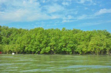 Cox 's Bazar yakınlarındaki Bakkhali Nehri' nin gelgit kıyı şeridi boyunca uzanan Mangrove ormanı, yumuşak dalgaları, çamurlu kıyı şeridini ve Bangladeş 'in sakin kıyı ekosistemi içinde berrak gün ışığı altında yemyeşil tropikal bitkileri gösteriyor..