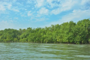 Cox 's Bazar yakınlarındaki Bakkhali Nehri' nin gelgit kıyı şeridi boyunca uzanan Mangrove ormanı, yumuşak dalgaları, çamurlu kıyı şeridini ve Bangladeş 'in sakin kıyı ekosistemi içinde berrak gün ışığı altında yemyeşil tropikal bitkileri gösteriyor..