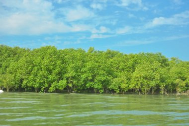 Cox 's Bazar yakınlarındaki Bakkhali Nehri' nin gelgit kıyı şeridi boyunca uzanan Mangrove ormanı, yumuşak dalgaları, çamurlu kıyı şeridini ve Bangladeş 'in sakin kıyı ekosistemi içinde berrak gün ışığı altında yemyeşil tropikal bitkileri gösteriyor..