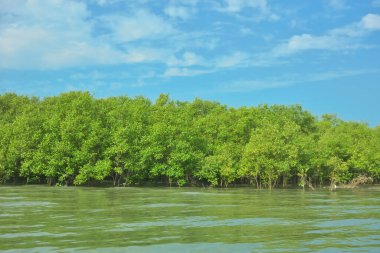 Cox 's Bazar yakınlarındaki Bakkhali Nehri' nin gelgit kıyı şeridi boyunca uzanan Mangrove ormanı, yumuşak dalgaları, çamurlu kıyı şeridini ve Bangladeş 'in sakin kıyı ekosistemi içinde berrak gün ışığı altında yemyeşil tropikal bitkileri gösteriyor..