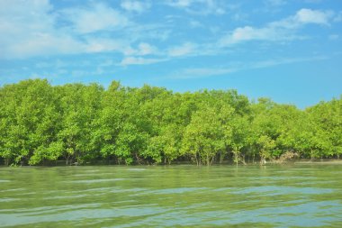 Cox 's Bazar yakınlarındaki Bakkhali Nehri' nin gelgit kıyı şeridi boyunca uzanan Mangrove ormanı, yumuşak dalgaları, çamurlu kıyı şeridini ve Bangladeş 'in sakin kıyı ekosistemi içinde berrak gün ışığı altında yemyeşil tropikal bitkileri gösteriyor..
