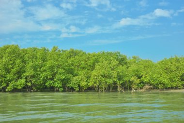 Cox 's Bazar yakınlarındaki Bakkhali Nehri' nin gelgit kıyı şeridi boyunca uzanan Mangrove ormanı, yumuşak dalgaları, çamurlu kıyı şeridini ve Bangladeş 'in sakin kıyı ekosistemi içinde berrak gün ışığı altında yemyeşil tropikal bitkileri gösteriyor..