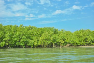 Cox 's Bazar yakınlarındaki Bakkhali Nehri' nin gelgit kıyı şeridi boyunca uzanan Mangrove ormanı, yumuşak dalgaları, çamurlu kıyı şeridini ve Bangladeş 'in sakin kıyı ekosistemi içinde berrak gün ışığı altında yemyeşil tropikal bitkileri gösteriyor..