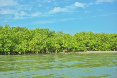 Cox 's Bazar yakınlarındaki Bakkhali Nehri' nin gelgit kıyı şeridi boyunca uzanan Mangrove ormanı, yumuşak dalgaları, çamurlu kıyı şeridini ve Bangladeş 'in sakin kıyı ekosistemi içinde berrak gün ışığı altında yemyeşil tropikal bitkileri gösteriyor..