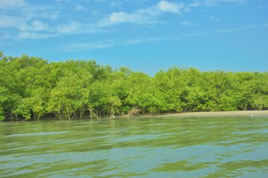 Cox 's Bazar yakınlarındaki Bakkhali Nehri' nin gelgit kıyı şeridi boyunca uzanan Mangrove ormanı, yumuşak dalgaları, çamurlu kıyı şeridini ve Bangladeş 'in sakin kıyı ekosistemi içinde berrak gün ışığı altında yemyeşil tropikal bitkileri gösteriyor..