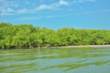 Cox 's Bazar yakınlarındaki Bakkhali Nehri' nin gelgit kıyı şeridi boyunca uzanan Mangrove ormanı, yumuşak dalgaları, çamurlu kıyı şeridini ve Bangladeş 'in sakin kıyı ekosistemi içinde berrak gün ışığı altında yemyeşil tropikal bitkileri gösteriyor..