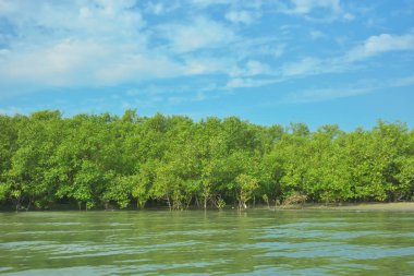 Cox 's Bazar yakınlarındaki Bakkhali Nehri' nin gelgit kıyı şeridi boyunca uzanan Mangrove ormanı, yumuşak dalgaları, çamurlu kıyı şeridini ve Bangladeş 'in sakin kıyı ekosistemi içinde berrak gün ışığı altında yemyeşil tropikal bitkileri gösteriyor..