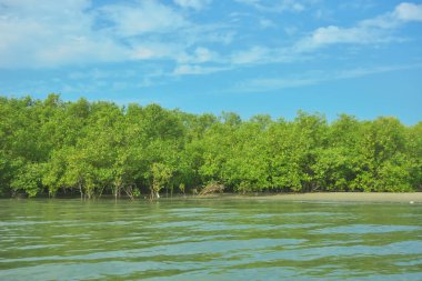 Cox 's Bazar yakınlarındaki Bakkhali Nehri' nin gelgit kıyı şeridi boyunca uzanan Mangrove ormanı, yumuşak dalgaları, çamurlu kıyı şeridini ve Bangladeş 'in sakin kıyı ekosistemi içinde berrak gün ışığı altında yemyeşil tropikal bitkileri gösteriyor..