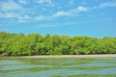 Cox 's Bazar yakınlarındaki Bakkhali Nehri' nin gelgit kıyı şeridi boyunca uzanan Mangrove ormanı, yumuşak dalgaları, çamurlu kıyı şeridini ve Bangladeş 'in sakin kıyı ekosistemi içinde berrak gün ışığı altında yemyeşil tropikal bitkileri gösteriyor..