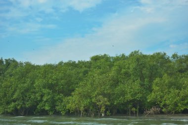 Cox 's Bazar yakınlarındaki Bakkhali Nehri' nin gelgit kıyı şeridi boyunca uzanan Mangrove ormanı, yumuşak dalgaları, çamurlu kıyı şeridini ve Bangladeş 'in sakin kıyı ekosistemi içinde berrak gün ışığı altında yemyeşil tropikal bitkileri gösteriyor..