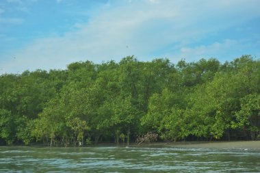 Cox 's Bazar yakınlarındaki Bakkhali Nehri' nin gelgit kıyı şeridi boyunca uzanan Mangrove ormanı, yumuşak dalgaları, çamurlu kıyı şeridini ve Bangladeş 'in sakin kıyı ekosistemi içinde berrak gün ışığı altında yemyeşil tropikal bitkileri gösteriyor..
