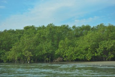 Cox 's Bazar yakınlarındaki Bakkhali Nehri' nin gelgit kıyı şeridi boyunca uzanan Mangrove ormanı, yumuşak dalgaları, çamurlu kıyı şeridini ve Bangladeş 'in sakin kıyı ekosistemi içinde berrak gün ışığı altında yemyeşil tropikal bitkileri gösteriyor..