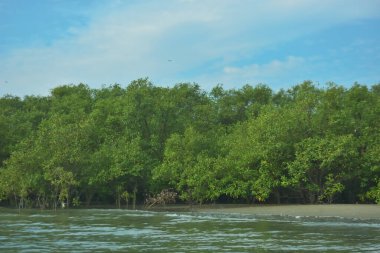 Cox 's Bazar yakınlarındaki Bakkhali Nehri' nin gelgit kıyı şeridi boyunca uzanan Mangrove ormanı, yumuşak dalgaları, çamurlu kıyı şeridini ve Bangladeş 'in sakin kıyı ekosistemi içinde berrak gün ışığı altında yemyeşil tropikal bitkileri gösteriyor..