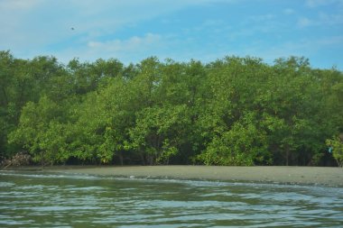 Cox 's Bazar yakınlarındaki Bakkhali Nehri' nin gelgit kıyı şeridi boyunca uzanan Mangrove ormanı, yumuşak dalgaları, çamurlu kıyı şeridini ve Bangladeş 'in sakin kıyı ekosistemi içinde berrak gün ışığı altında yemyeşil tropikal bitkileri gösteriyor..