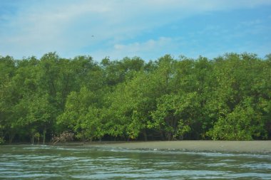 Cox 's Bazar yakınlarındaki Bakkhali Nehri' nin gelgit kıyı şeridi boyunca uzanan Mangrove ormanı, yumuşak dalgaları, çamurlu kıyı şeridini ve Bangladeş 'in sakin kıyı ekosistemi içinde berrak gün ışığı altında yemyeşil tropikal bitkileri gösteriyor..