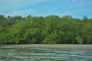 Cox 's Bazar yakınlarındaki Bakkhali Nehri' nin gelgit kıyı şeridi boyunca uzanan Mangrove ormanı, yumuşak dalgaları, çamurlu kıyı şeridini ve Bangladeş 'in sakin kıyı ekosistemi içinde berrak gün ışığı altında yemyeşil tropikal bitkileri gösteriyor..