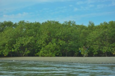 Cox 's Bazar yakınlarındaki Bakkhali Nehri' nin gelgit kıyı şeridi boyunca uzanan Mangrove ormanı, yumuşak dalgaları, çamurlu kıyı şeridini ve Bangladeş 'in sakin kıyı ekosistemi içinde berrak gün ışığı altında yemyeşil tropikal bitkileri gösteriyor..