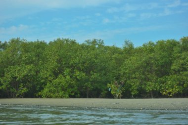 Cox 's Bazar yakınlarındaki Bakkhali Nehri' nin gelgit kıyı şeridi boyunca uzanan Mangrove ormanı, yumuşak dalgaları, çamurlu kıyı şeridini ve Bangladeş 'in sakin kıyı ekosistemi içinde berrak gün ışığı altında yemyeşil tropikal bitkileri gösteriyor..