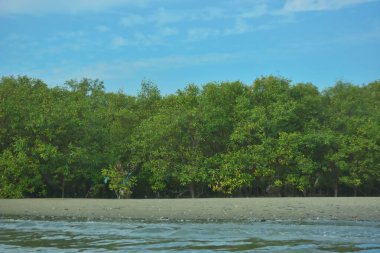 Cox 's Bazar yakınlarındaki Bakkhali Nehri' nin gelgit kıyı şeridi boyunca uzanan Mangrove ormanı, yumuşak dalgaları, çamurlu kıyı şeridini ve Bangladeş 'in sakin kıyı ekosistemi içinde berrak gün ışığı altında yemyeşil tropikal bitkileri gösteriyor..