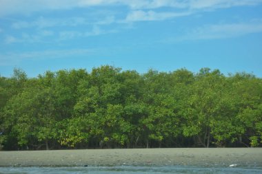 Mangrove Ormanı, Cox 's Bazar' daki Bakkhali Nehri 'nin gelgit kıyı şeridinde berrak gün ışığında akan suyu ve yemyeşil tropikal bitkileri göstererek Bangladeş' teki bir kıyı ekosisteminin sakin güzelliğini yakalıyor..