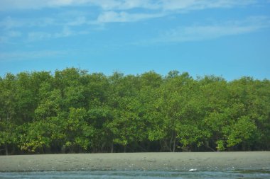 Cox 's Bazar yakınlarındaki Bakkhali Nehri' nin gelgit kıyı şeridi boyunca uzanan Mangrove ormanı, yumuşak dalgaları, çamurlu kıyı şeridini ve Bangladeş 'in sakin kıyı ekosistemi içinde berrak gün ışığı altında yemyeşil tropikal bitkileri gösteriyor..