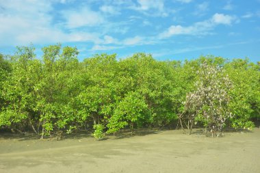 Coxs Bazar, Bangladeş 'teki Bakkhali nehri kıyısındaki Mangrove ormanı, açık sulardaki çamurlu kıyı şeridi, yemyeşil yeşillik ve berrak bir doğal gün ışığı altında tropikal kıyı ekosistemini gösterirken çekildi..