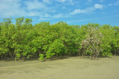 Coxs Bazar, Bangladeş 'teki Bakkhali nehri kıyısındaki Mangrove ormanı, açık sulardaki çamurlu kıyı şeridi, yemyeşil yeşillik ve berrak bir doğal gün ışığı altında tropikal kıyı ekosistemini gösterirken çekildi..