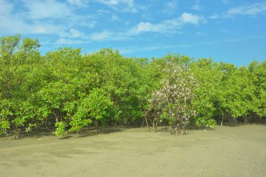 Coxs Bazar, Bangladeş 'teki Bakkhali nehri kıyısındaki Mangrove ormanı, açık sulardaki çamurlu kıyı şeridi, yemyeşil yeşillik ve berrak bir doğal gün ışığı altında tropikal kıyı ekosistemini gösterirken çekildi..