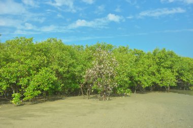 Coxs Bazar, Bangladeş 'teki Bakkhali nehri kıyısındaki Mangrove ormanı, açık sulardaki çamurlu kıyı şeridi, yemyeşil yeşillik ve berrak bir doğal gün ışığı altında tropikal kıyı ekosistemini gösterirken çekildi..