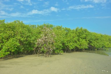 Coxs Bazar, Bangladeş 'teki Bakkhali nehri kıyısındaki Mangrove ormanı, açık sulardaki çamurlu kıyı şeridi, yemyeşil yeşillik ve berrak bir doğal gün ışığı altında tropikal kıyı ekosistemini gösterirken çekildi..