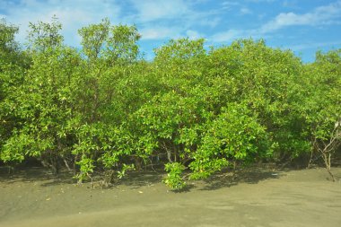 Coxs Bazar, Bangladeş 'teki Bakkhali nehri kıyısındaki Mangrove ormanı, açık sulardaki çamurlu kıyı şeridi, yemyeşil yeşillik ve berrak bir doğal gün ışığı altında tropikal kıyı ekosistemini gösterirken çekildi..