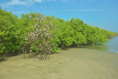 Coxs Bazar, Bangladeş 'teki Bakkhali nehri kıyısındaki Mangrove ormanı, açık sulardaki çamurlu kıyı şeridi, yemyeşil yeşillik ve berrak bir doğal gün ışığı altında tropikal kıyı ekosistemini gösterirken çekildi..