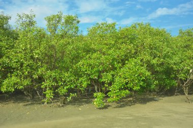 Bangladeş 'in Cox' s Bazar kentindeki Bakkhali Nehri 'nin sınırındaki yemyeşil bir mangrov ağacının yan bakış açısı. Yoğun yeşil tepe örtüsü, açık ve güneşli bir gökyüzünün altındaki yüksek gelgit sırasında hareket eden nehir suyunun üzerine uzanır..