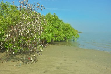 Bangladeş 'in Cox' s Bazar kentindeki Bakkhali Nehri 'nin sınırındaki yemyeşil bir mangrov ağacının yan bakış açısı. Yoğun yeşil tepe örtüsü, açık ve güneşli bir gökyüzünün altındaki yüksek gelgit sırasında hareket eden nehir suyunun üzerine uzanır..