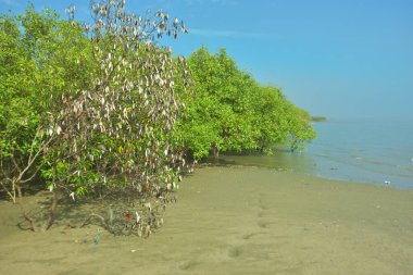 Bangladeş 'in Cox' s Bazar kentindeki Bakkhali Nehri 'nin sınırındaki yemyeşil bir mangrov ağacının yan bakış açısı. Yoğun yeşil tepe örtüsü, açık ve güneşli bir gökyüzünün altındaki yüksek gelgit sırasında hareket eden nehir suyunun üzerine uzanır..