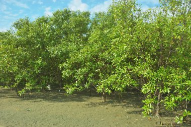 Bangladeş 'in Cox' s Bazar kentindeki Bakkhali Nehri 'nin sınırındaki yemyeşil bir mangrov ağacının yan bakış açısı. Yoğun yeşil tepe örtüsü, açık ve güneşli bir gökyüzünün altındaki yüksek gelgit sırasında hareket eden nehir suyunun üzerine uzanır..