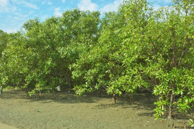 Bangladeş 'in Cox' s Bazar kentindeki Bakkhali Nehri 'nin sınırındaki yemyeşil bir mangrov ağacının yan bakış açısı. Yoğun yeşil tepe örtüsü, açık ve güneşli bir gökyüzünün altındaki yüksek gelgit sırasında hareket eden nehir suyunun üzerine uzanır..