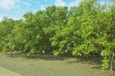 Bangladeş 'in Cox' s Bazar kentindeki Bakkhali Nehri 'nin sınırındaki yemyeşil bir mangrov ağacının yan bakış açısı. Yoğun yeşil tepe örtüsü, açık ve güneşli bir gökyüzünün altındaki yüksek gelgit sırasında hareket eden nehir suyunun üzerine uzanır..