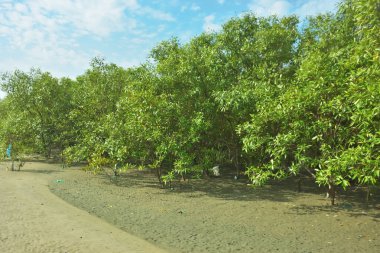 Bangladeş 'in Cox' s Bazar kentindeki Bakkhali Nehri 'nin sınırındaki yemyeşil bir mangrov ağacının yan bakış açısı. Yoğun yeşil tepe örtüsü, açık ve güneşli bir gökyüzünün altındaki yüksek gelgit sırasında hareket eden nehir suyunun üzerine uzanır..