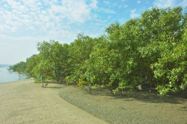 Bangladeş 'in Cox' s Bazar kentindeki Bakkhali Nehri 'nin sınırındaki yemyeşil bir mangrov ağacının yan bakış açısı. Yoğun yeşil tepe örtüsü, açık ve güneşli bir gökyüzünün altındaki yüksek gelgit sırasında hareket eden nehir suyunun üzerine uzanır..