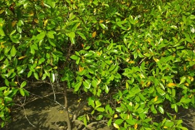 Bangladeş 'in Cox' s Bazar kentindeki Bakkhali Nehri 'nin sınırındaki yemyeşil bir mangrov ağacının yan bakış açısı. Yoğun yeşil tepe örtüsü, açık ve güneşli bir gökyüzünün altındaki yüksek gelgit sırasında hareket eden nehir suyunun üzerine uzanır..